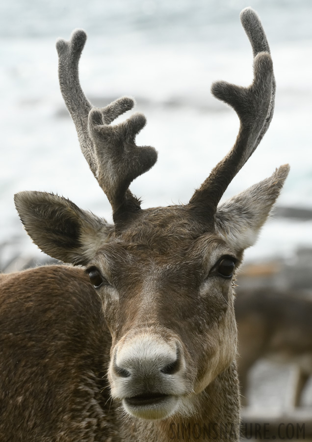 Rangifer tarandus caribou [280 mm, 1/500 Sek. bei f / 20, ISO 1600]